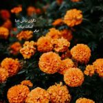 دانلود آهنگ در این زمانه ی بی های و هوی لال پرست حبیب
