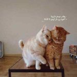 دانلود آهنگ آی همه قرارم کیو جز تو دارم تو اومدی تو زندگیم شدی دارو ندارم