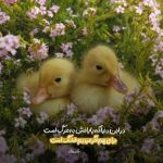 دانلود آهنگ حمید هیراد از تو بگذشتم و بگذاشتمت با دگران دانلود آهنگ حمید هیراد از تو بگذشتم و بگذاشتمت با دگران