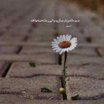 دانلود آهنگ ضربان قلب من تند میزنه شهاب تیام