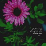 دانلود آهنگ دوباره دل هوای با تو بودن کرده پوبون دانلود آهنگ دوباره دل هوای با تو بودن کرده پوبون