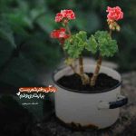 دانلود آهنگ اﻧﻔﺮادی ﺷﺪه ﺳﻠﻮل ﺑﻪ ﺳﻠﻮل ﺗﻨﻢ