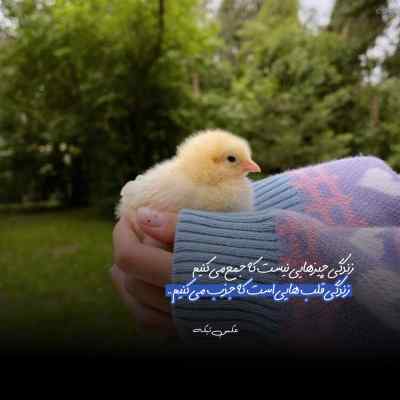دانلود آهنگ  هلو هلو حبیبی تو نیو فیس جدیدی الهی خیر نبینی