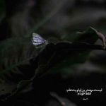 دانلود آهنگ دوباره دلم واسه غربت چشمات تنگه