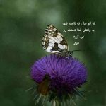 دانلود ریمیکس ای اوچان قوشلار با صدای زن