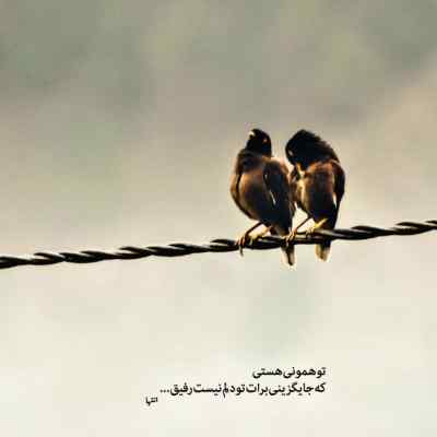 دانلود آهنگ  بی تابی و دلبر و دلدار ﺣﺎﺻﻞ ﻋﻤﺮم ﻣﺴﺘﻰ و راستی