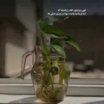 دانلود آهنگ تو ای یارا تو که قلبت کویره از ابوالفضل رحیمی
