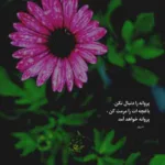 دانلود آهنگ دختر شیرین زبون ابرو کمون از علی شهرآبادی