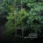 دانلود آهنگ ناز ناز نازتو بنازم از امین ملاها