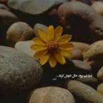 دانلود آهنگ اشک شادی شمعو نگاه کن با صدای زن