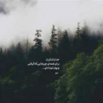 دانلود آهنگ به شب نشینی خرچنگ های مردابی از حبیب