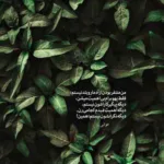 دانلود آهنگ هر دست که دادند همان دست گرفتند با صدای زن