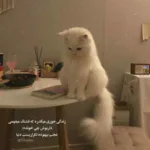 دانلود آهنگ معین رویا