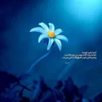 دانلود آهنگ گل گرمسیری سرحد نشینه از نرگس درستی فر