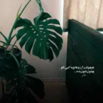 دانلود آهنگ اگه پروانه بودم میپریدم بلال یار بلال سعید کریمی