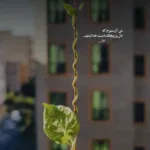 دانلود آهنگ دیوانه مرا به دست کی سپردی