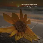 دانلود آهنگ هوش مصنوعی با صدای حمیرا به نام مریم گل ناز منه