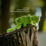 دانلود آهنگ میدونی من یه برگم رو به مرگم