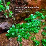 دانلود آهنگ نمیدونم کی شدی نفس
