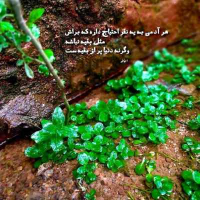 دانلود آهنگ  نمیدونم کی شدی نفس
