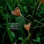 دانلود آهنگ تو امنی برام حتی بدون الف