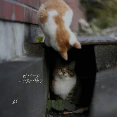 دانلود آهنگ  من شدم دیوانه این زخما