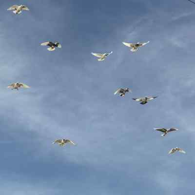 دانلود آهنگ  من نگاهام دیگه دنبال تو نیست