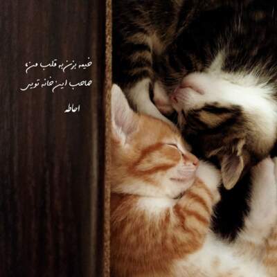 دانلود آهنگ  ای نازنین گریه نکن پروانه آتش میزنی تو اینچنین گریه نکن