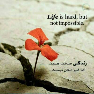 دانلود آهنگ  این دل دیوونه کجاست چه ساکت و چه بی صداست باصدای زن