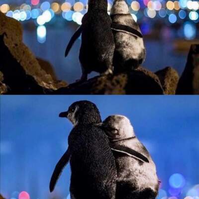 دانلود آهنگ  سلامات حمید منصور