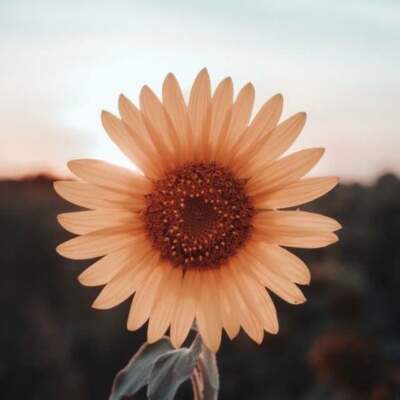 دانلود آهنگ  تا دنیا دنیاست تو بمون کنارم