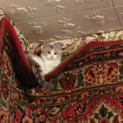 دانلود آهنگ  قسم نخور به جونم معین