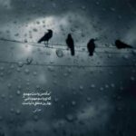 دانلود آهنگ بزار دل واسه عشقت هول کنه دانلود آهنگ بزار دل واسه عشقت هول کنه