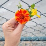 دانلود آهنگ جان و جانامی ماه شب هامی راز دنیامی هوش مصنوعی با صدای زن دانلود آهنگ جان و جانامی ماه شب هامی راز دنیامی هوش مصنوعی با صدای زن