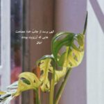 دانلود آهنگ یار قشنگم یادگارم بو دانلود آهنگ یار قشنگم یادگارم بو